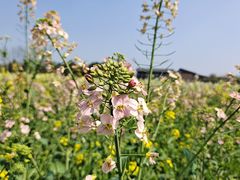 -中国天府农业博览园