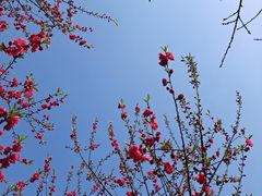 -南山植物园