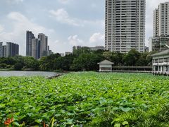 -荔湾湖公园