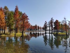 -贡湖湾湿地公园