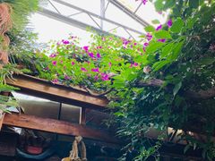 -呀路古热带植物园
