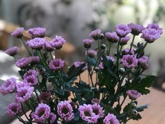 -帝泊洱茶吧(旗舰店)