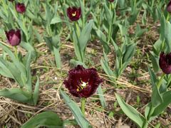 -长春公园(普阳街道)