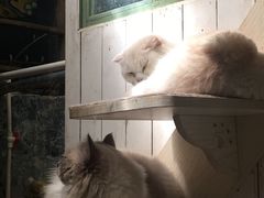 -猫咪博物馆(顶澳仔猫街店)