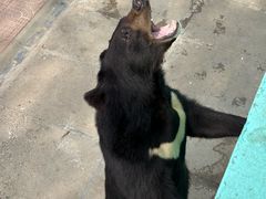 -西霞口神雕山野生动物世界