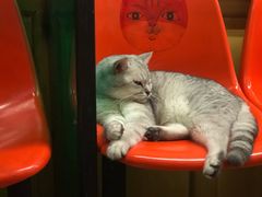 -猫咪博物馆(顶澳仔猫街店)