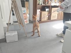 -心仪动物医院·牙专科·肿瘤·心脏科(西客站院)
