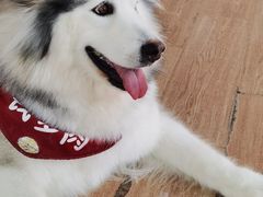 -Husky Go! 哈士奇体验馆·宠物咖啡厅狗咖