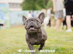 -趣玩宠物乐园寄养训犬训狗游泳池