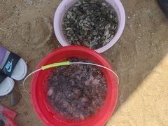 -东疆理想海岸沙滩景区