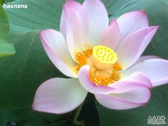 -建华生态湿地百荷园