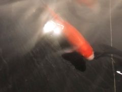-芦月轩羊蝎子(劲松店)