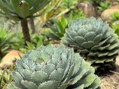 -深圳仙湖植物园