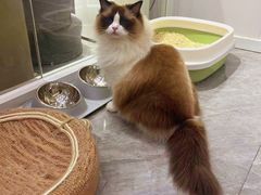 -爱洗澡的猫(天河路店)
