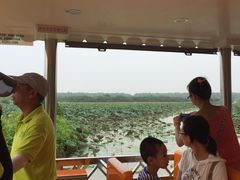 -大湾区中央湿地公园