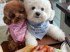 -纳吉亚猫专科动物诊疗中心(蒋宅口分院)