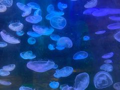 -锦艺城海洋馆