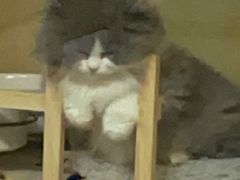 -momokira米努特·德文卷毛猫·棉花面纱犬