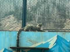 -青藏高原野生动物园