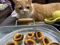 -安安宠医宠物医院·异宠·犬猫内科(岳阳分院)