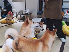 -逗柴咖啡屋·狗咖猫咖宠物桌游