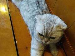 -李小姐の猫咖啡馆(五角场店)