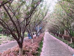 -高东镇樱花园
