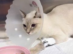 -美联众合动物医院·24h京西诊疗中心