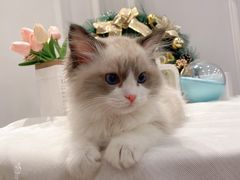 -袖虎·猫馆(体育西路店)
