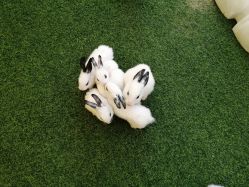 点击看大图 -萌宠亲子动物乐园(槐房万达店)