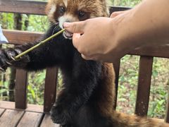 -普洱太阳河森林公园