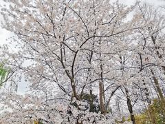 -上海滨江森林公园