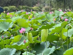 -莲花池公园