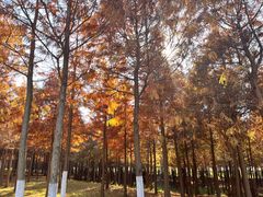 -合肥滨湖国家森林公园