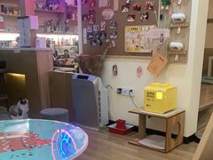 -滚猫咖啡·猫咖·猫友好撸猫(未来城店)