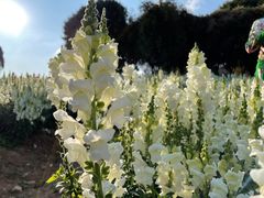 -松山湖梦幻百花洲