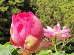 -莲花池公园
