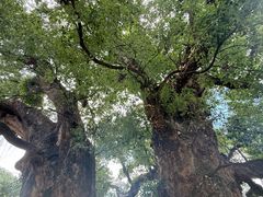 -杨家堂村