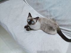 -藏猫猫咖啡主题馆(中央大道店)