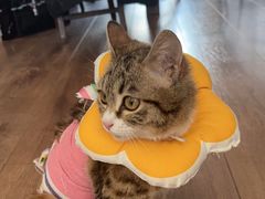 -北京赛佳动物医院