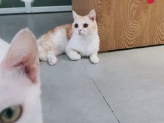 -Heymao猫咖.咖啡厅(东门店)