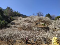 -广州市流溪河国家森林公园