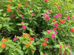 -眉山湿地公园(东坡区)