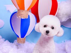 -读宠于你·约克夏比熊·睫角守宫·爬宠售卖(高新店)