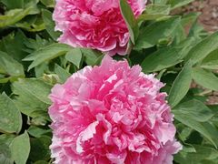 -石家庄市植物园