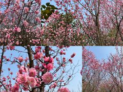 -苏州太湖国家湿地公园