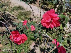 -亚龙湾国际玫瑰谷