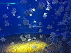 -欢乐海岸海洋奇梦馆