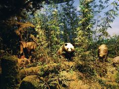 -陕西自然博物馆