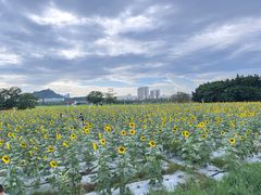 -光明小镇欢乐田园